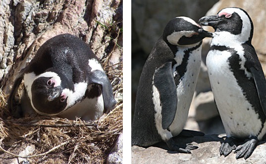 https://kleinmondtourism.co.za/wp-content/uploads/2020/08/penguins2.jpg